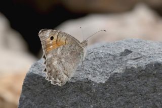 Tr almalar ([unknown genus] n/a)
