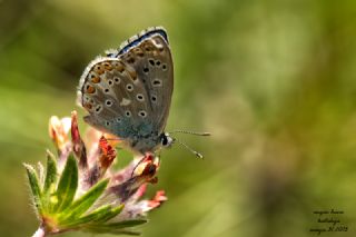 okgzl Gk Mavisi (Polyommatus bellargus)