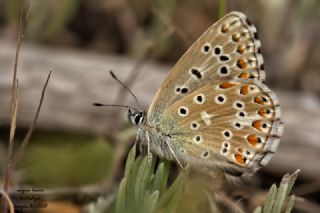 okgzl Gk Mavisi (Polyommatus bellargus)