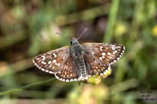 Sar Bandl Zpzp (Pyrgus sidae)