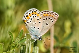 Anadolu Esmergz (Plebejus modicus)