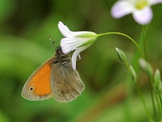 Kk Zpzp Perisi (Coenonympha pamphilus)