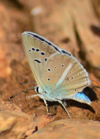 Tr almalar ([unknown genus] n/a)