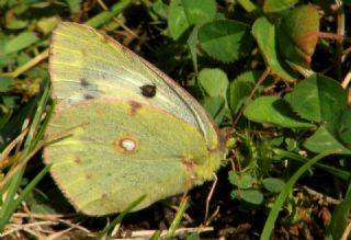 Sar Azamet (Colias croceus)
