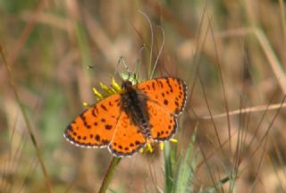 Benekli parhan (Melitaea didyma)