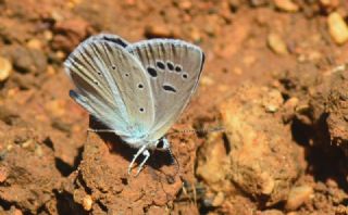 Tr almalar ([unknown genus] n/a)