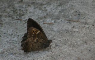 T�r �al��malar�&nbsp;([unknown genus]&nbsp;n/a)