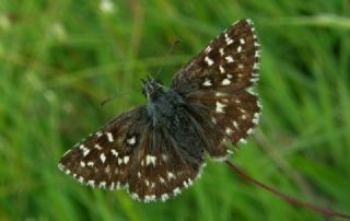 Ebegmeci Zpzp (Pyrgus malvae)