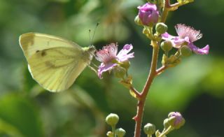 Yalanc Beyazmelek (Pieris pseudorapae)