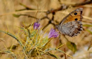 Lidya Yalanccads (Pseudochazara lydia)