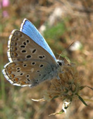 okgzl Gk Mavisi (Polyommatus bellargus)