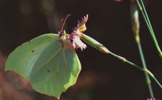 Anadolu Orakkanad (Gonepteryx farinosa)