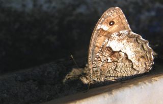 Byk Karamelek (Hipparchia syriaca)