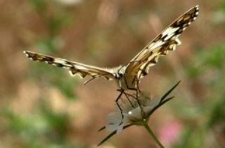 Anadolu Melikesi (Melanargia larissa)