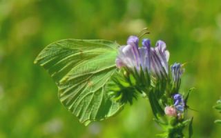 Orakkanat (Gonepteryx rhamni)