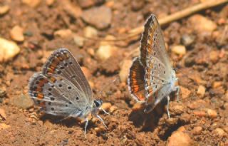 Tr almalar ([unknown genus] n/a)