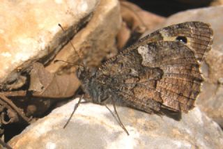 Mersin Kzlmelei (Hipparchia mersina)