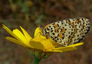 Gzel parhan (Melitaea trivia)
