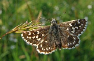 Ebegmeci Zpzp (Pyrgus malvae)