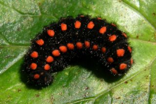 Yalanc Apollo (Archon apollinus)