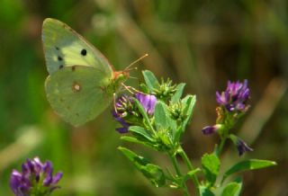 Sar Azamet (Colias croceus)