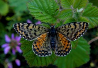 Benekli parhan (Melitaea didyma)