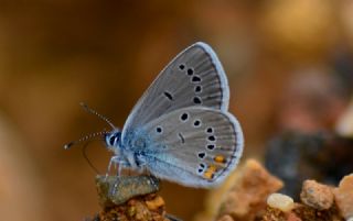 okgzl Gzel Mavi (Polyommatus bellis)