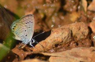 Mcevher Kelebei (Chilades trochylus)