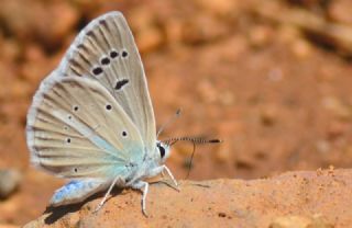 Tr almalar ([unknown genus] n/a)