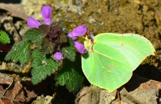 Orakkanat (Gonepteryx rhamni)