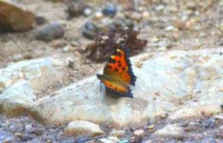 Aglais (Aglais urticae)