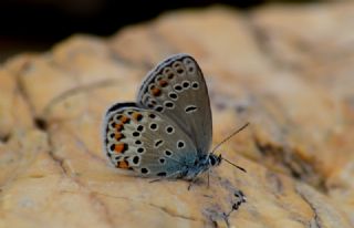 Tr almalar ([unknown genus] n/a)