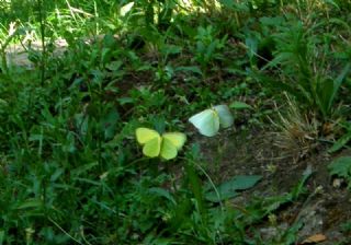 Kleopatra (Gonepteryx cleopatra)