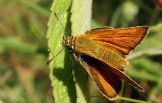 Sar Antenli Zpzp (Thymelicus sylvestris)