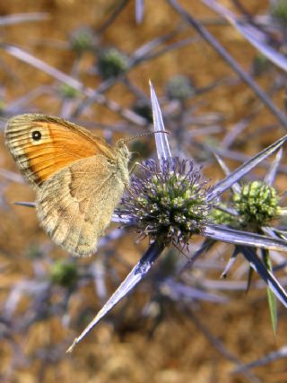 Kk Zpzp Perisi (Coenonympha pamphilus)