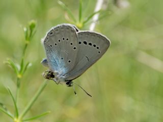 Anadolu Devmavisi (Glaucopsyche lessei)