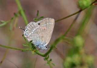 Sevbeni (Satyrium abdominalis)