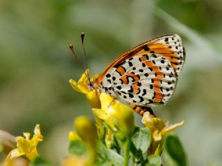 Benekli parhan (Melitaea didyma)