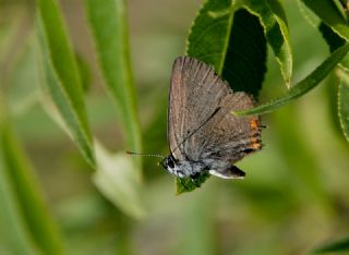 Minik Sevbeni (Satyrium acaciae)