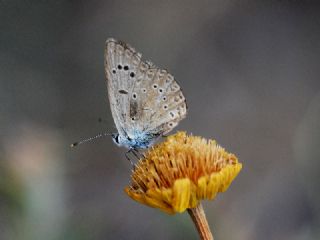Tr almalar ([unknown genus] n/a)
