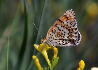 Cezayirli parhan (Melitaea ornata)