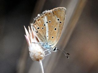 Tr almalar ([unknown genus] n/a)