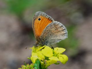 Kk Zpzp Perisi (Coenonympha pamphilus)