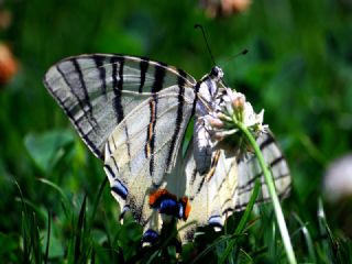 Erik Krlangkuyruk (Iphiclides podalirius)