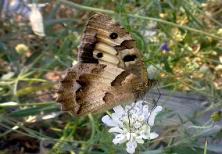 Cad (Chazara briseis)