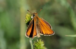 Siyah Antenli Zpzp (Thymelicus lineolus)