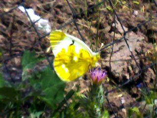 Zegris (Zegris eupheme)