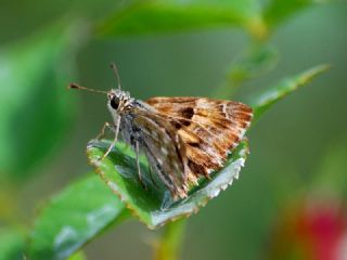 Hatmi Zpzp (Carcharodus alceae)