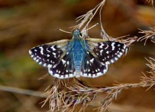 Kzl Zpzp (Spialia orbifer)