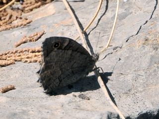 Tr almalar ([unknown genus] n/a)